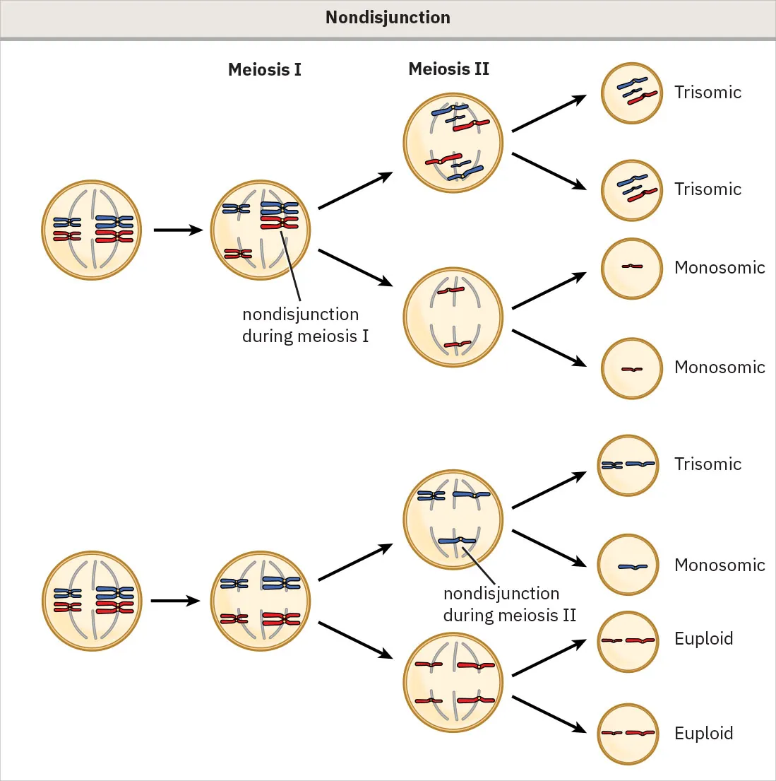 Chart of Nondisjunction during meiosis I and II.