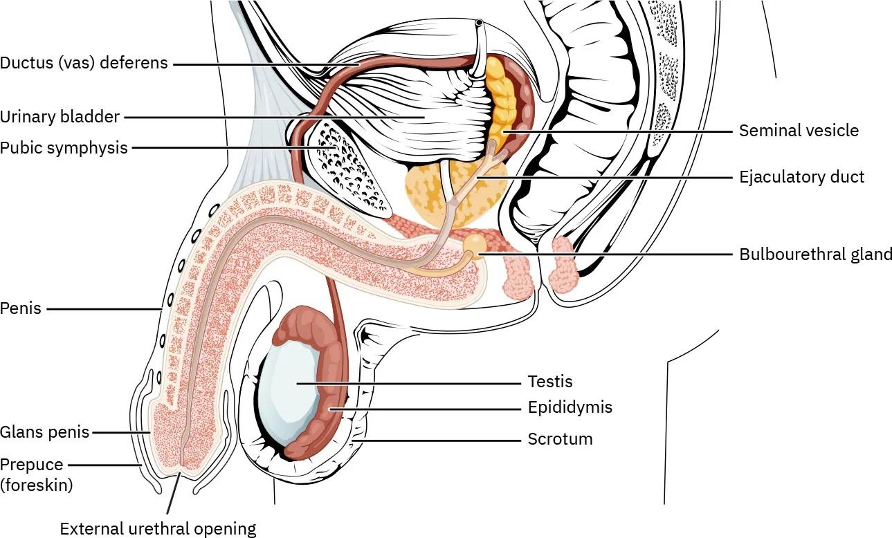 A diagram showing a lateral view of the various parts of the male reproductive system. Labeled parts include: prostate gland, suspensory ligament of penis, urinary bladder, public symphysis, corpus cavernosum, corpus spongiosum, external urethral opening, scrotum, epididymis, testis, ductus (vas) deferens, spongy urethra, membranous urethra, muscles of perineum surrounding anus, bulbourethral gland, deep muscles of perineum, prostatic urethra, ejaculatory duct, seminal vesicle, and ampulla of ductus deferens.