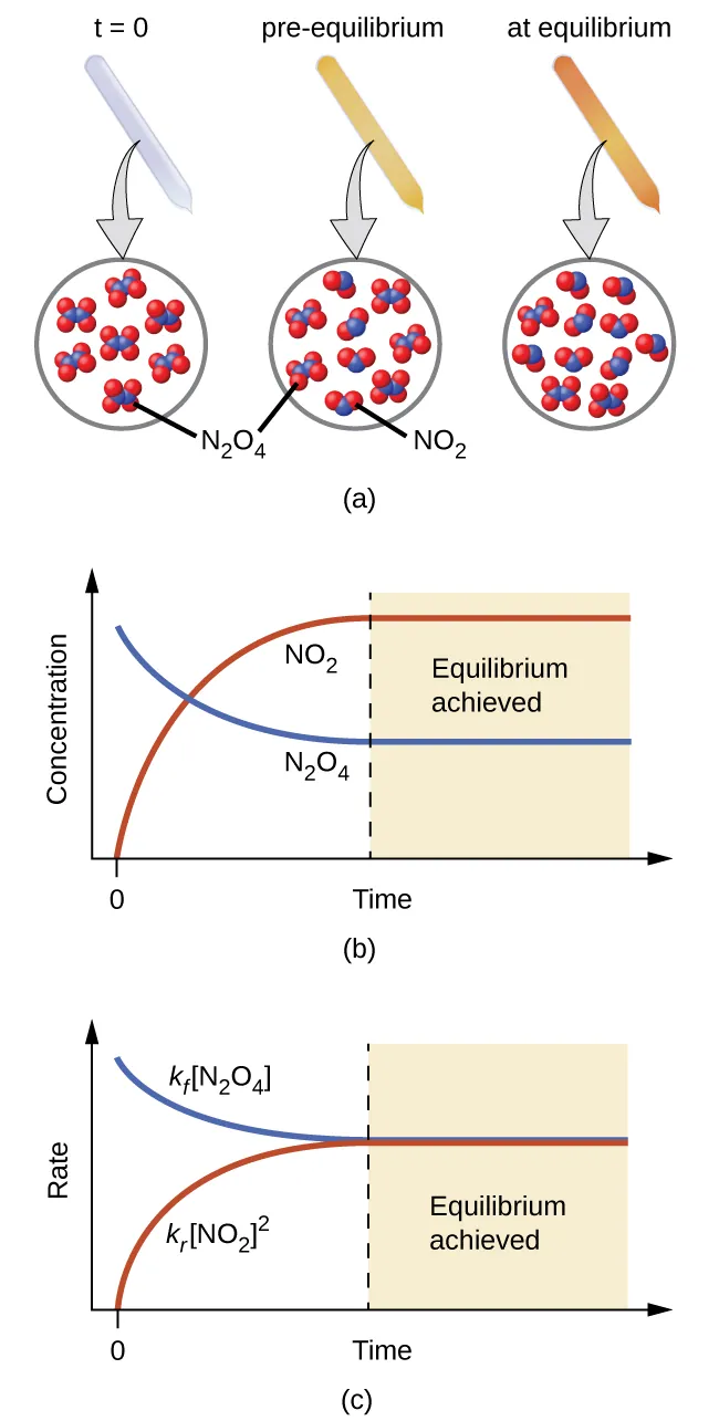 A three-part diagram is shown and labeled, “a,” “b,” and “c.” In part a, at the top of the diagram, three beakers are shown, and each one contains a sealed tube. The tube in the left beaker is labeled “t equals 0.” It is full of a colorless gas which is connected to a zoom-in view of the particles in the tube by a downward-facing arrow. This particle view shows seven particles, each composed of two connected blue spheres. Each blue sphere is connected to two red spheres. This type of particle is labeled “N subscript 2 O subscript 4.” The tube in the middle beaker is labeled “pre-equilibrium.” It is full of a light brown gas which is connected to a zoom-in view of the particles in the tube by a downward-facing arrow. This particle view shows nine particles, five of which are composed of two connected blue spheres. Each blue sphere is connected to two red spheres. This type of particle is labeled “N subscript 2 O subscript 4.” The remaining four are composed of two red spheres connected to a blue sphere. This type of particle is labeled “N O subscript 2.”  The tube in the right beaker is labeled “at equilibrium.” It is full of a brown gas which is connected to a zoom-in view of the particles in the tube by a downward-facing arrow. This particle view shows eleven particles, three of which are composed of two connected blue spheres. Each blue sphere is connected to two red spheres. The remaining eight are composed of two red spheres connected to a blue sphere. In part b, in the middle of the image, is one graph. This graph has a y-axis labeled, “Concentration,” and an x-axis labeled, “Time.” A red line labeled, “N O subscript 2,” begins in the bottom left corner of the graph at a point labeled, “0,” and rises near the highest point on the y-axis before it levels off and becomes horizontal. A blue line labeled, “N subscript 2 O subscript 4,” begins near the highest point on the y-axis and drops below the midpoint of the y-axis before leveling off. In part c, at the bottom of the image is another graph. This graph has a y-axis labeled, “Rate,” and an x-axis labeled, “Time.” A red line labeled, “k subscript f, [ N subscript 2 O subscript 4 ],” begins in the bottom left corner of the graph at a point labeled, “0,” and rises near the middle of the y-axis before it levels off and becomes horizontal. A blue line labeled, “k subscript f, [ N O subscript 2 ] superscript 2,” begins near the highest point on the y-axis and drops to the same point on the y-axis as the red line before leveling off. The point where both lines become horizontal is labeled, “Equilibrium achieved.”