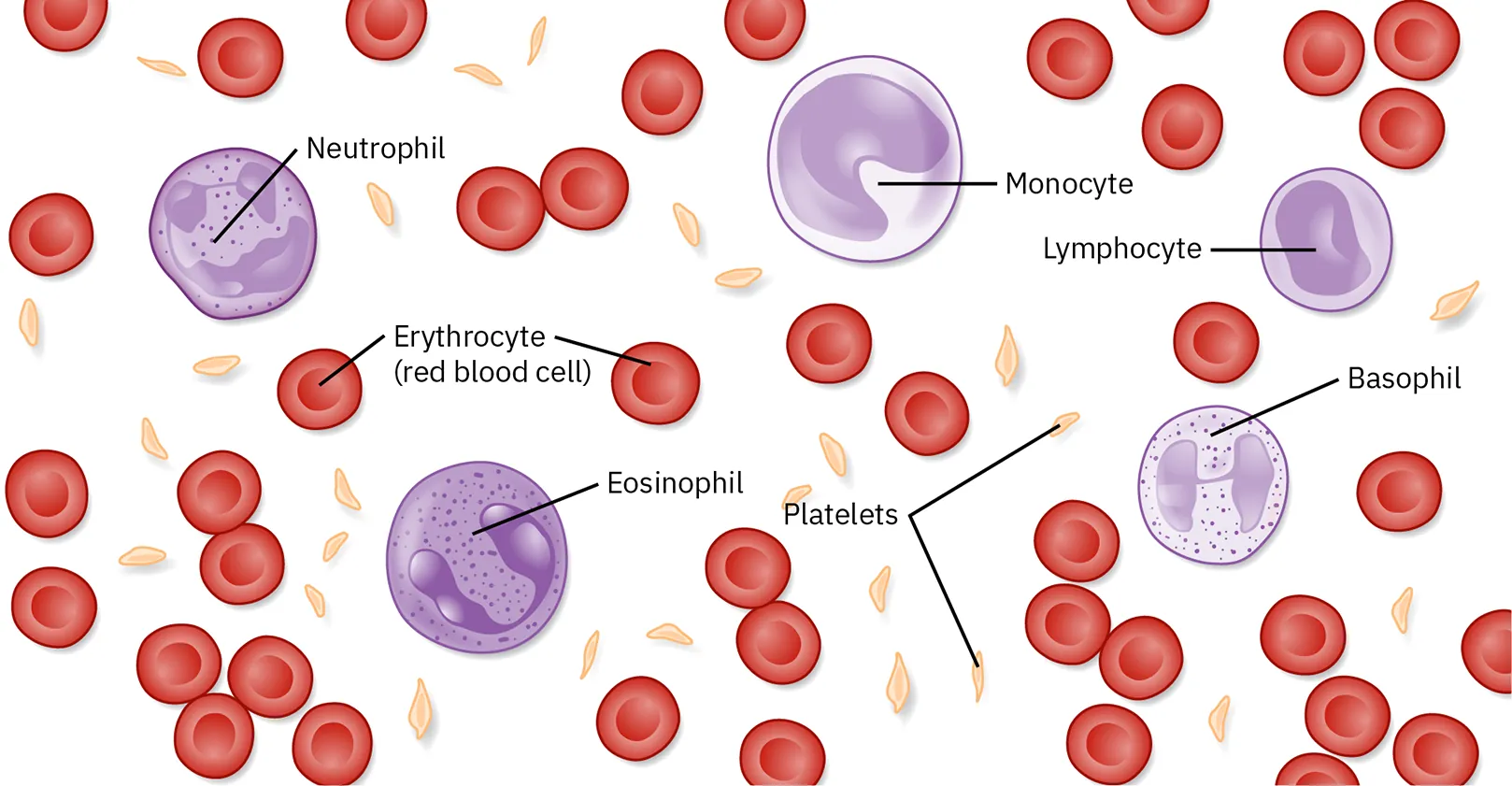 Different types of blood cells and cellular components are depicted. Red blood cells are disc-shaped and indented in the middle. Platelets are long and thin, and about half the length red blood cells. White blood cells are divided into neutrophils, monocytes, lymphocytes, eosinophils, and basophils and are about twice the diameter of red blood cells and spherical. Monocytes and eosinophils have U shaped nuclei. Eosinophils contain granules, but monocytes do not. Basophils and neutrophils both have irregularly shaped, multi-lobed nuclei and granules. Red blood cells are the most prevalent; white blood cells are the least prevalent.