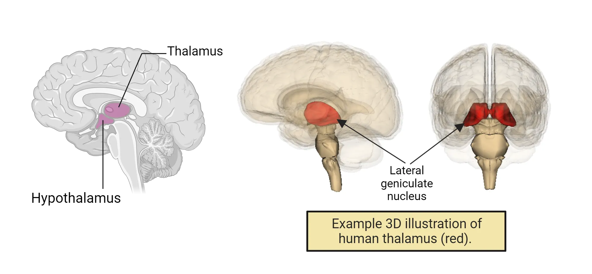 Diagram of midsagittal view of human brain with thalamus and hypothalamus highlighted in the center of the brain, between brainstem and higher cortical areas. A 3D human brain illustration also shown with bilateral thalamus highlighted, sitting just on top of the brainstem, close to midline.