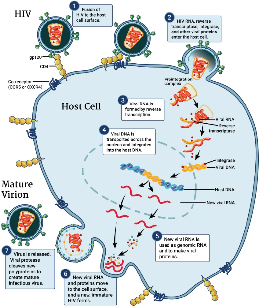 A diagram shows how H I V cells replicate. H I V fuses to the C D 4 receptor of the host cell's surface. This allows H I V R N A, reverse transcriptase, integrase, and other viral proteins to enter the host cell. Viral D N A is then formed by reverse transcription and is transported across the nucleus and integrated into the host D N A. New viral R N A is used as genomic R N A and to create viral proteins, which then move to the cell surface, forming new, immature H I V. The virus matures by protease, releasing individual H I V proteins.