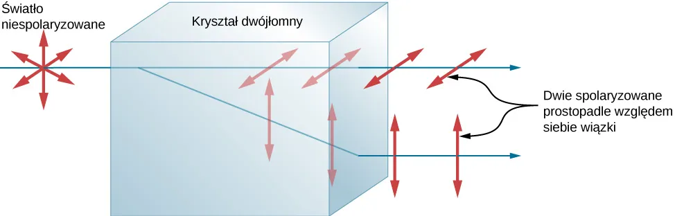 Figura przedstawia poziomy, niespolaryzowany promień padający na blok oznaczony jako kryształ dwujłomny. Promień biegnie prostopadle do powierzchni kryształu, przez którą wchodzi do kryształu. Promień padający rozdziela się na dwa promienie po wejściu do kryształu. Jeden nadal biegnie poziomo. Ten promień jest spolaryzowany poziomo. Drugi odchodzi się tego pierwszego. Ten drugi jest spolaryzowany pionowo. Drugi promień załamuje się po wyjściu z kryształu w taki sposób, że oba promienie sa równoległe po wyjściu z kryształu. Promienie są oznaczone jako wiązki spolaryzowane pionowo.