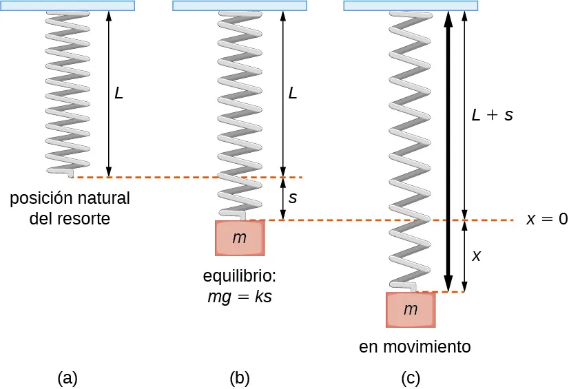 Esta figura tiene tres imágenes de resortes. La primera imagen es un resorte vertical en su posición natural con una longitud L unido en su parte superior a un punto fijo. La segunda imagen muestra un resorte vertical con una masa m unida a él, estirándolo a una distancia s desde L. El resorte está en equilibrio. La tercera imagen es un resorte vertical con una masa m unida donde el resorte está en movimiento, distancia x desde el equilibrio L + s.