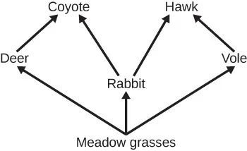 A food web begins with meadow grasses, which are eaten by deer, rabbit and vole. Deer and rabbit are eaten by coyote. Rabbit and vole are eaten by hawk.