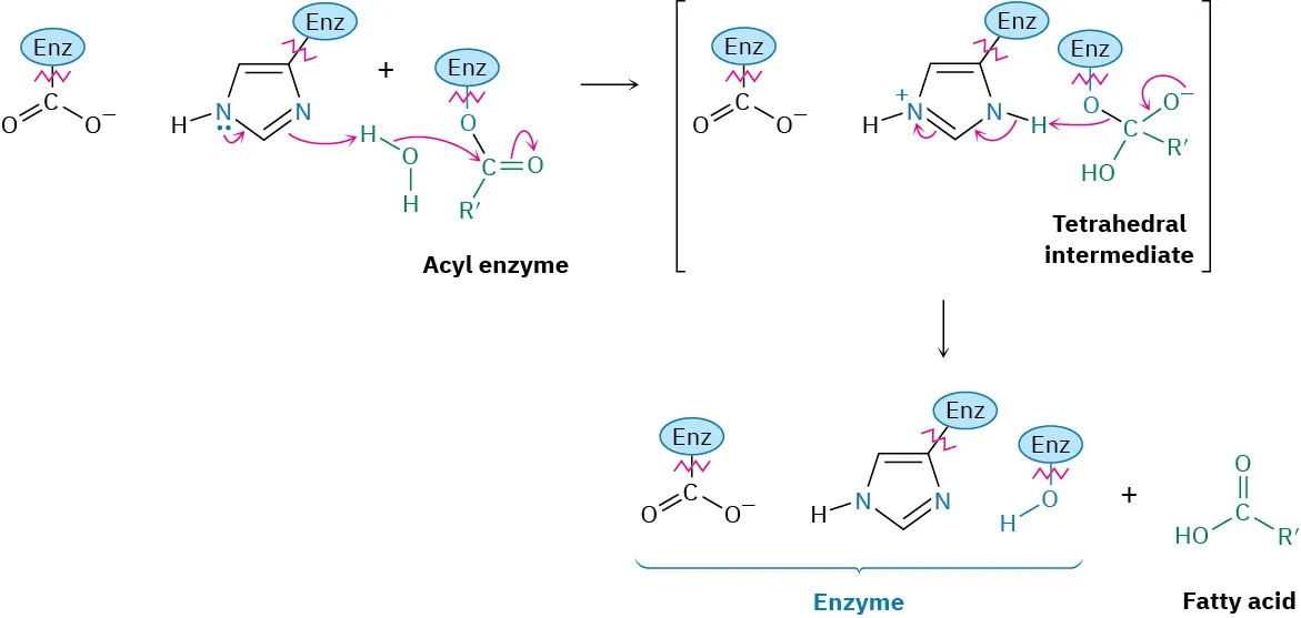 An acyl-enzyme ester forms a tetrahedral intermediate. This intermediate decomposes and releases  the acid and regeneration of the enzyme's active site.