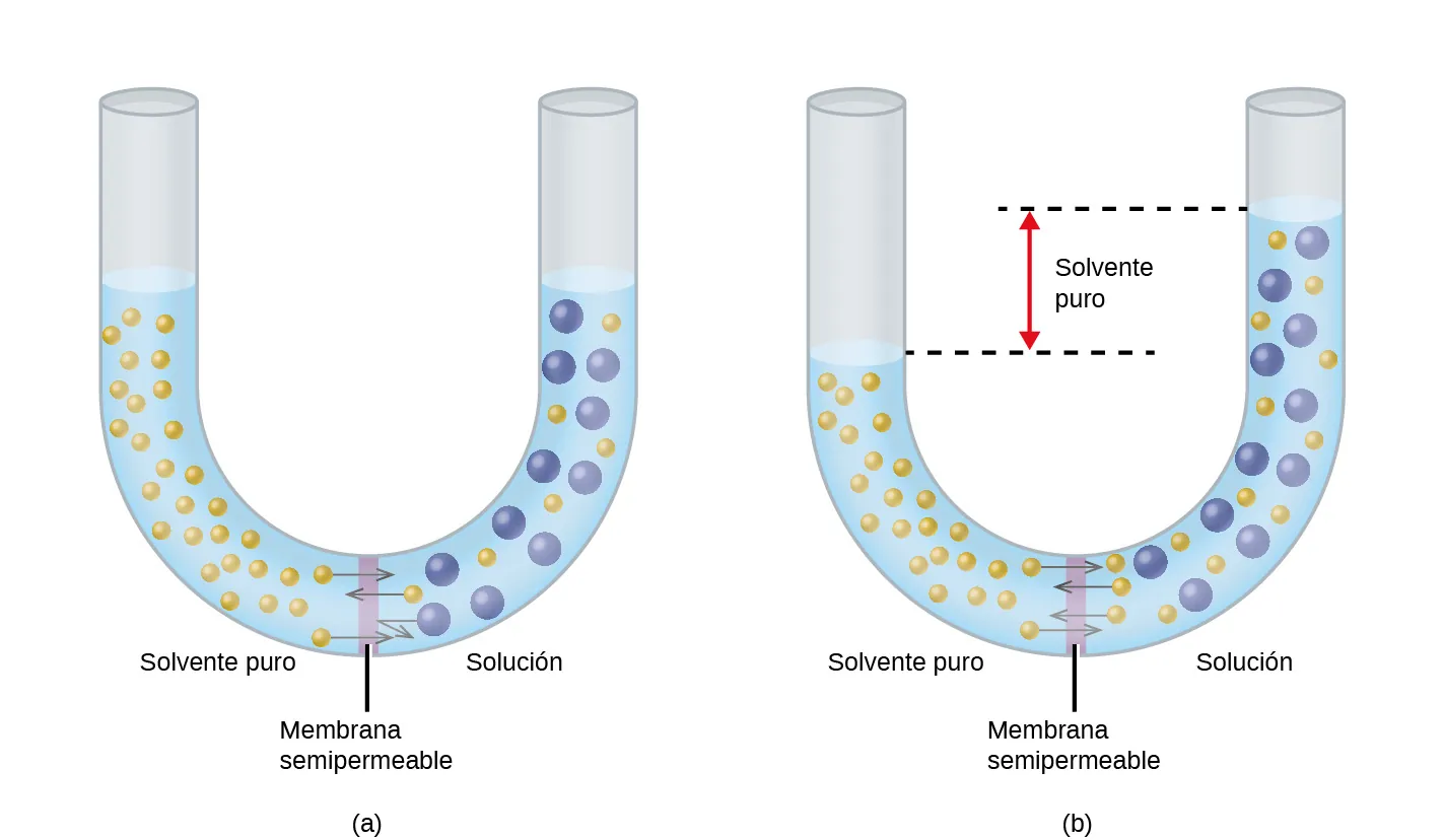 La figura muestra dos tubos en forma de U con una membrana semipermeable colocada en la base de la U. En la figura a, el solvente puro está presente y se indica con pequeñas esferas amarillas a la izquierda de la membrana. A la derecha, hay una solución con esferas azules más grandes entremezcladas con algunas esferas amarillas pequeñas. En la membrana, las flechas que apuntan a tres pequeñas esferas amarillas situadas a ambos lados de la membrana se cruzan. La flecha dibujada desde una de las grandes esferas azules no atraviesa la membrana, sino que se refleja en la superficie de la misma. Los niveles de líquido en ambos lados del tubo en forma de U son iguales. En la figura b, las flechas apuntan de nuevo desde las pequeñas esferas amarillas a través de la membrana semipermeable desde ambos lados. Este diagrama muestra que el nivel de líquido en el lado izquierdo, el del solvente puro, es significativamente menor que el nivel de líquido en el lado derecho. Desde estos dos niveles de líquido se trazan líneas discontinuas hacia el centro del tubo en forma de U y entre ellas hay una flecha vertical roja de doble punta junto al término presión osmótica.