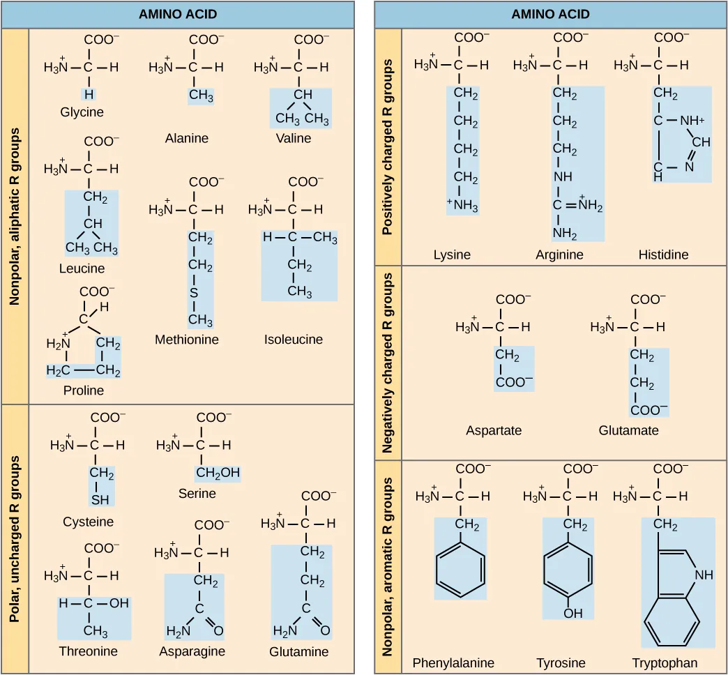 Structures of the twenty amino acids are given. Six amino acids; glycine, alanine, valine, leucine, methionine, and isoleucine; have R groups that are non-polar and aliphatic, meaning they do not have a ring. Six amino acids; serine, threonine, cysteine, proline, asparagine, and glutamate; have R groups that are polar but uncharged. Three amino acids; lysine, arginine, and histidine; have R groups that are positively charged. Two amino acids, glutamate and aspartate, have R groups that are negatively charged. Three amino acids; phenylalanine, tyrosine, and tryptophan; have nonpolar and aromatic (meaning they have a ring) R groups.