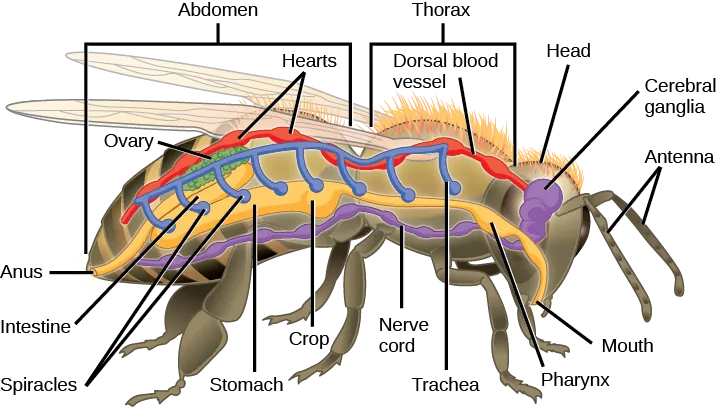 The illustration shows the anatomy of a bee. The overall body plan consists of a head, a thorax, and an abdomen region, with antennae attached to the head. The digestive system consists of a mouth, pharynx, crop, stomach, intestine, and anus. The respiratory system consists of spiracles, or openings, along the side of the bee’s body that connect to tracheas that run up and join a larger dorsal tube that connects all the spiracles together. The circulatory system consists of a dorsal blood vessel that has multiple hearts along its length. The nervous system consists of cerebral ganglia in the head that connect to a ventral nerve cord with segmented ganglia. An ovary is illustrated and located in the dorsal mid abdomen portion of the body.