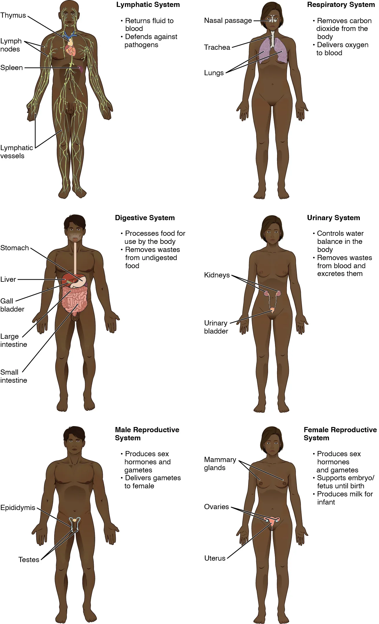 The lymphatic system returns fluid to the blood and defends against pathogens. The lymphatic system includes the thymus in the chest, the spleen in the abdomen, the lymphatic vessels that spread throughout the body, and the lymph nodes distributed along the lymphatic vessels. The respiratory system removes carbon dioxide from the body and delivers oxygen to the blood. The respiratory system includes the nasal passages, the trachea, and the lungs. The digestive system processes food for use by the body and removes wastes from undigested food. The digestive system includes the stomach, the liver, the gall bladder (connected to the liver), the large intestine, and the small intestine. The urinary system controls water balance in the body and removes and excretes waste from the blood. The urinary system includes the kidneys and the urinary bladder. The reproductive system of males and females produce sex hormones and gametes. The male reproductive system is specialized to deliver gametes to the female while the female reproductive system is specialized to support the embryo and fetus until birth and produce milk for the infant after birth. The male reproductive system includes the two testes within the scrotum as well as the epididymis which wraps around each testis. The female reproductive system includes the mammary glands within the breasts and the ovaries and uterus within the pelvic cavity.