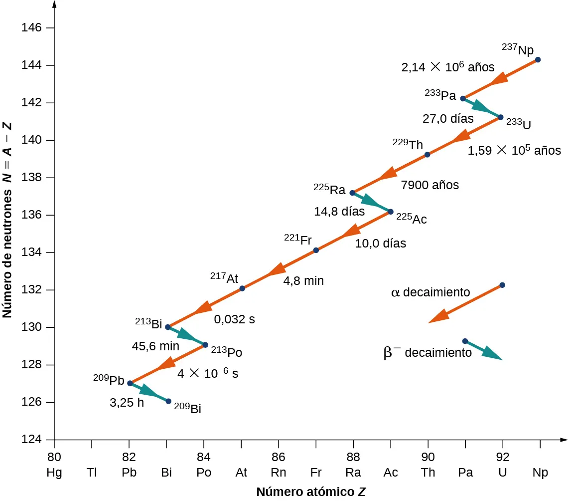 Se muestra un gráfico del número de neutrones N = A - Z frente al número atómico Z. El decaimiento alfa se muestra con flechas rojas que apuntan hacia abajo a la izquierda, mostrando así la disminución tanto de N como de Z. El decaimiento beta se muestra con flechas azules que apuntan hacia abajo a la derecha, indicando una disminución de N y un aumento de Z. El decaimiento se muestra como sigue: Decaimiento alfa de 237 Np a 233 Pa en 2,14 por 10 a la potencia 6 años. Decaimiento beta de 233 Pa a 233 U en 27 días. Decaimiento alfa de 233 U a 229 Th en 1,59 por 10 a la potencia 5 años y de 229 Th a 225 Ra en 7900 años. Decaimiento beta de 225 Ra a 225 Ac en 14,8 días. Decaimiento alfa de 225 Ac a 221 Fr en 10 días, de 221 Fr a 217 At en 4,8 minutos y de 217 At a 213 Bi en 0,032 segundos. Decaimiento beta de 213 Bi a 213 Po en 45,6 minutos. Decaimiento alfa de 213 Po a 209 Pb en 4 por 10 a la potencia menos 6 segundos. Decaimiento beta de 209 Pb a 209 Bi en 3,25 horas.