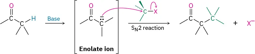 A carbonyl compound reacts with a base to form an enolate ion which undergoes an S N 2 reaction with R 3 C X to form a carbonyl compound with an R 3 C group attached.