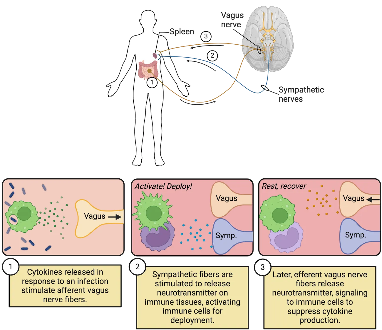 Top shows a diagram of a human with spleen and intestines shown, plus a ventral surface view of a brain with vagus nerve connections going to the intestines (step 1) and spleen (steps 1 and 2). Bottom shows diagrams of 3 steps with ineractions of vagus nerve terminal and sympathetic nerve terminal with immune cells. The steps are described fully in the main text.