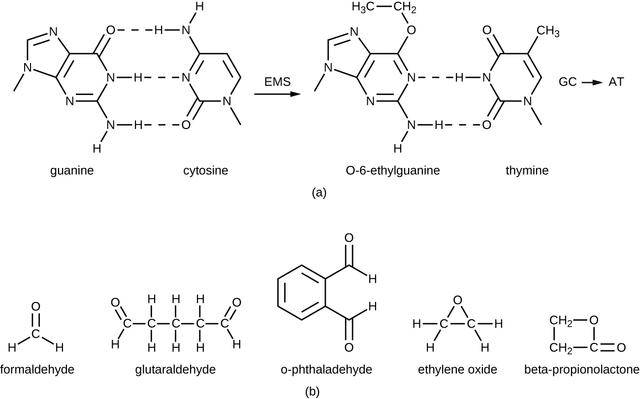 a) Guanine has 2 carbon and nitrogen rings. If the hydrogen atoms are changed to alkyl groups, the guanine bonds to thymine. B) formeldahyde has 1 carbon, glutaraldehyde has 5 carbons, o-phthalaldehyde has a carbon ring with 2 carbons off the ring, ethylelene oxide has 2 carbons and an oxygen forming a triange. Beta-propionolactone has 3 carbons and an oxygen forming a square.