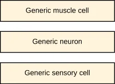 This figure shows three off white rectangles in a row. The first one reads: Generic muscle cell. The second one reads: Generic neuron. The third one reads: Generic Sensory cell.