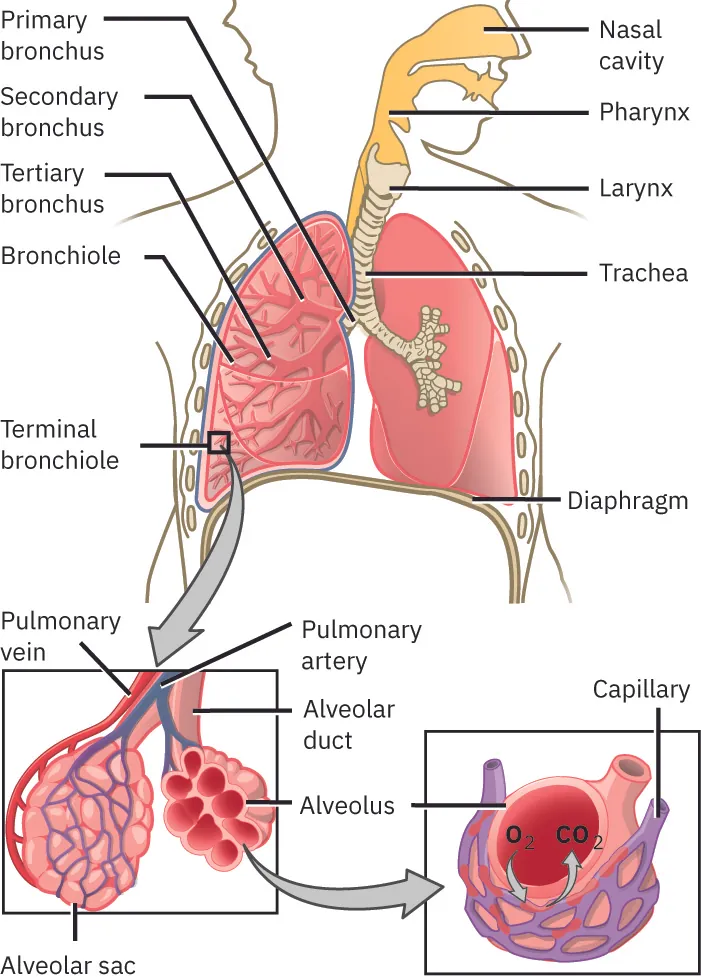A diagram of the respiratory system.