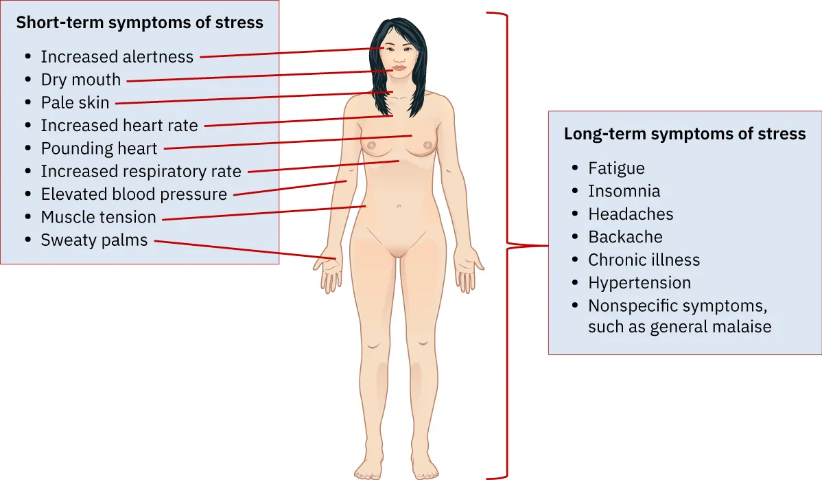Images of organs of a body being affected by stress and what occurs as a result.
