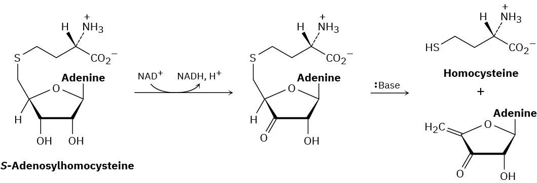The reaction of S-Adenosylhomocysteine forms an intermediate through the conversion of N A D plus to N A D H, which further reacts with a base to yield homocysteine and another product.