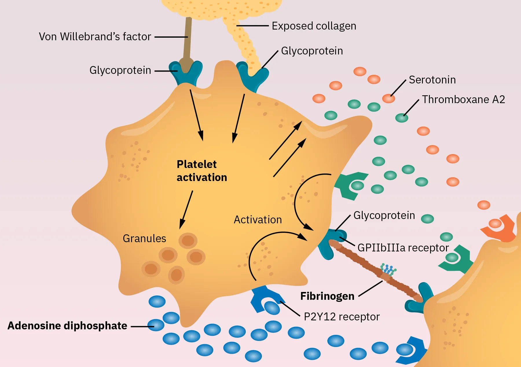 A diagram shows how platelet activation occurs, using thromboxane A2, adenosine diphosphate, thrombin, von Willebrand’s factor, and fibrinogen to bind to glycoprotein and form a platelet plug.