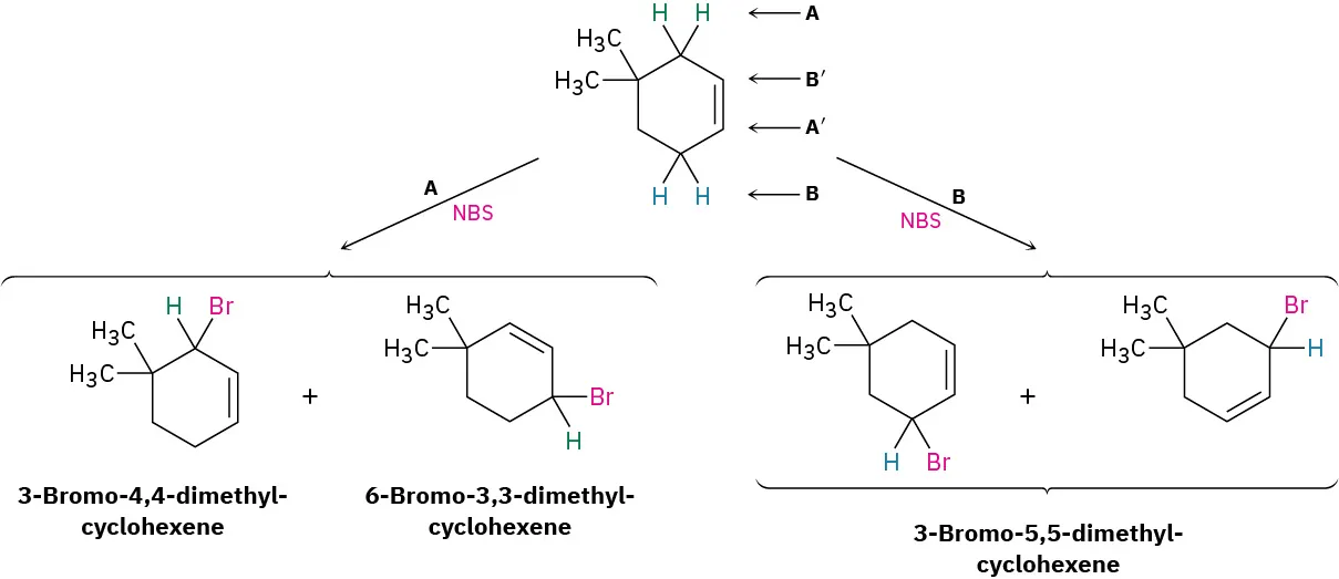 4,4-dimethylcyclohexene reacts with N B S to form several products. Abstraction of hydrogen from C3 forms 3-bromo-4,4-dimethylcyclohexene and 6-bromo-3,3-dimethylcyclohexene, while abstraction of hydrogen from C6 forms 3-bromo-5,5-dimethylcyclohexene.