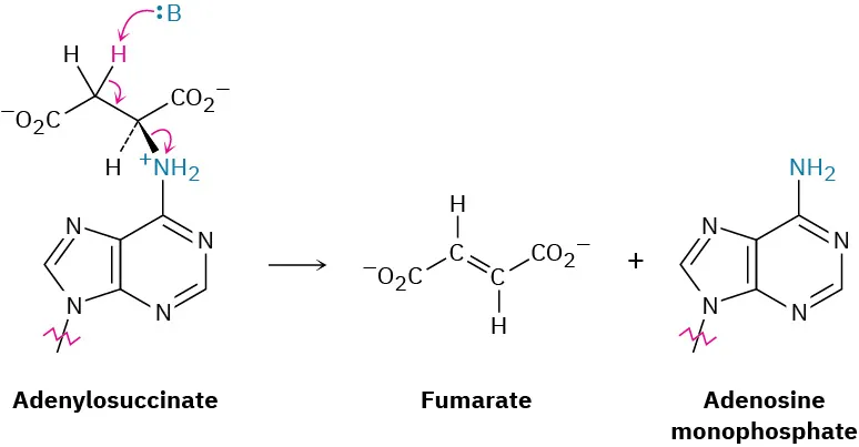 A base reacts with adenylosuccinate to form fumarate and adenosine monophosphate. The mechanism is shown by arrows.