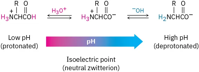 A low pH protonated amino acid reacts reversibly with hydronium ion to form a zwitterion that further reacts with hydroxide ion to form a high pH deprotonated amino acid.