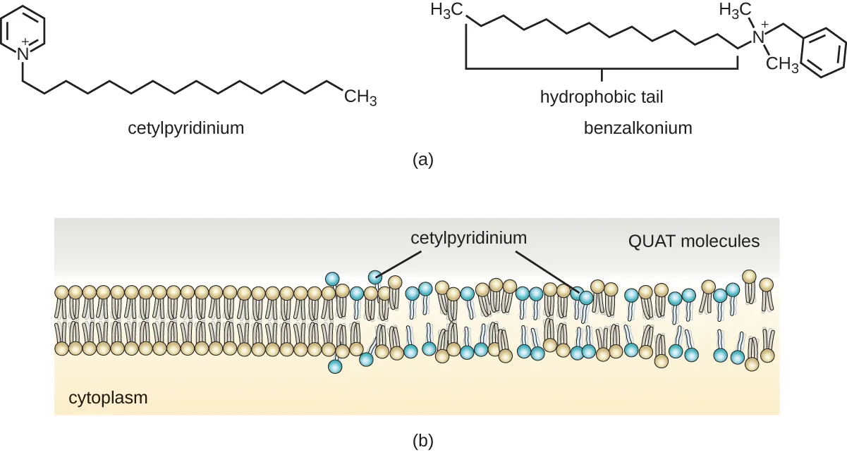 A) A diagram of cetylpyridinum – a ring with 5 carbons and a nitrogen. The nitrogen is attached to a long carbon chain. Chemical structure of Benzalkonium – a six carbon ring. One carbon is attached to a carbon that is attached to a nitrogen which is attached to a long carbon chain. B) An image of surfactant molecules entering a membrane and breaking the membrane apart.