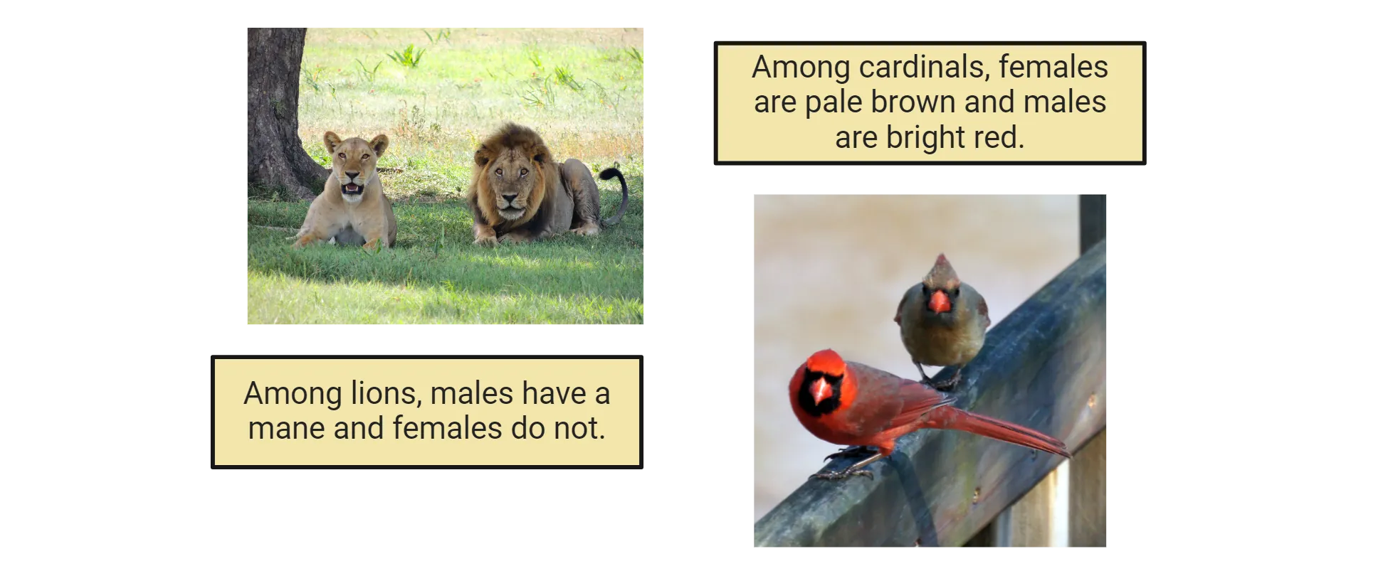 Photos of lions and cardinals. Among lions, males have a mane and females do not. Among cardinals, females are pale brown and males are bright red.
