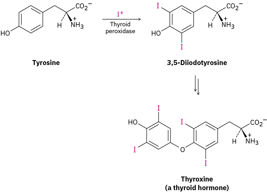 Tyrosine reacts with I plus in the presence of thyroid peroxidase to form 3,5-diiodotyrosine, which further forms thyroxine (a thyroid hormone).