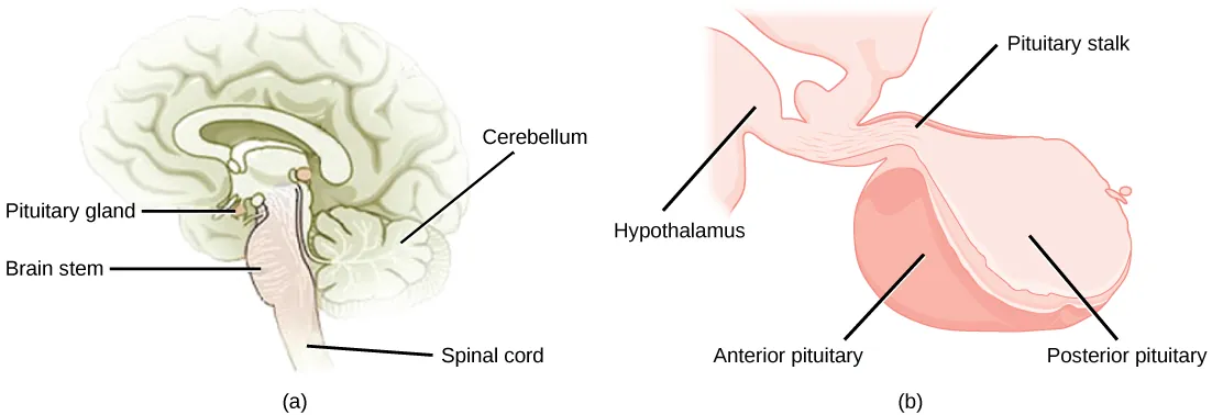 The pituitary gland sits at the base of the brain, just above the brain stem. It is lobe-shaped and hangs down from the hypothalamus, to which it is connected to via a narrow stalk. The anterior part of the pituitary is toward the front, and the posterior end is toward the back.