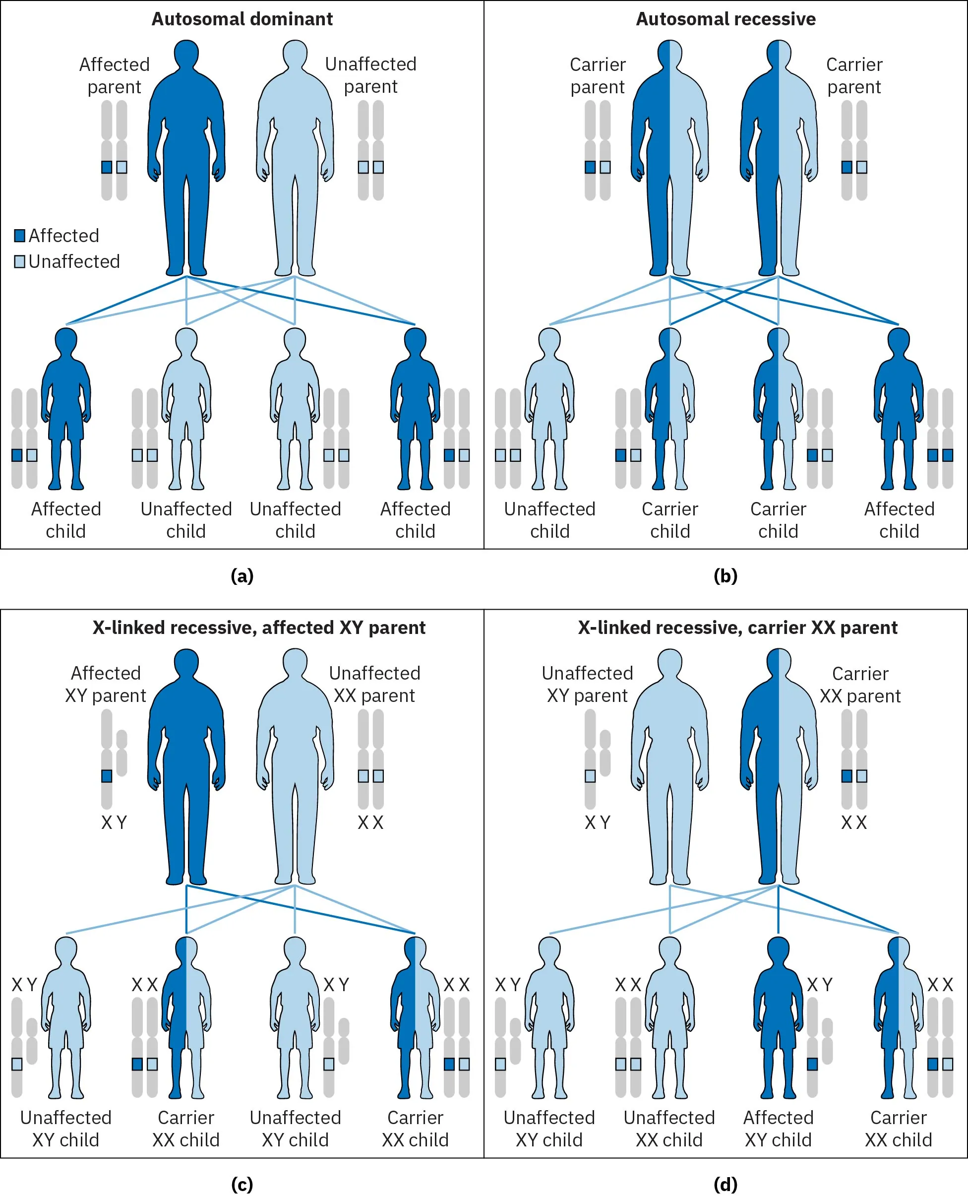 Diagram showing patterns of genetic inheritance in four illustrations