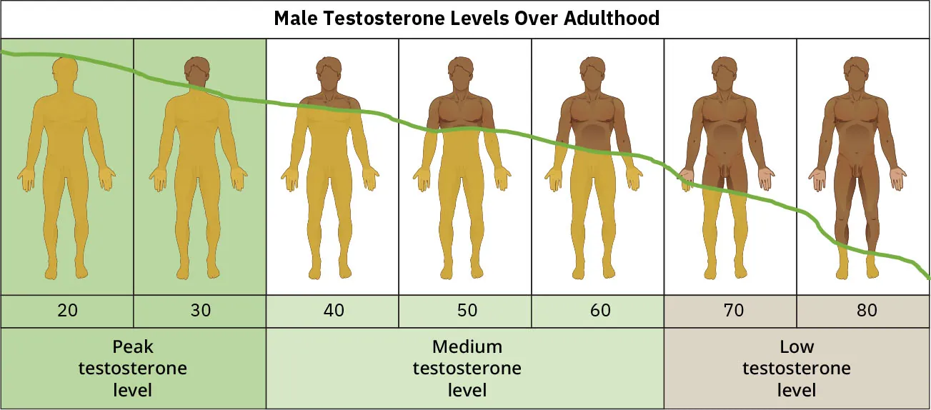 Illustration showing Male Testosterone Levels Over Adulthood, with peak levels in 20s and 30s, then medium levels in 40s to 60s, and low levels in 70s and 80s.