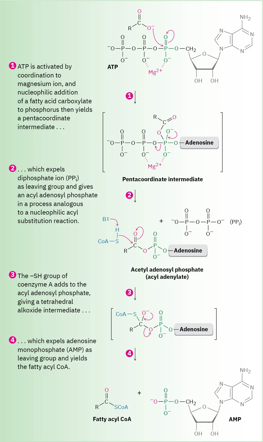A curly arrow mechanism for the reaction of A T P with carboxylate ion to give fatty acyl coenzyme A and adenosine monophosphate.