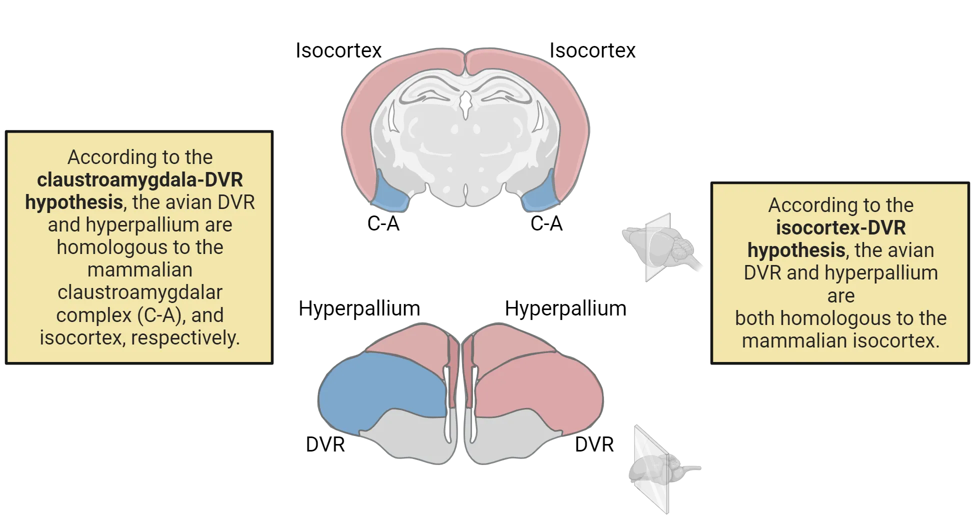Diagram of a mouse brain coronal slice and bird brain coronal slice. In one half of the diagram (claustroamygdala-DVR hypothesis), the avian DVR and hyperpallium are colored coded to indicate that they are homologous to the mammalian claustroamygdalar complex (C-A), and isocortex, respectively. In the other half of the diagram (the isocortex-DVR hypothesis), the avian DVR and hyperpallium are color coded to indicate that they are both homologous to the mammalian isocortex.