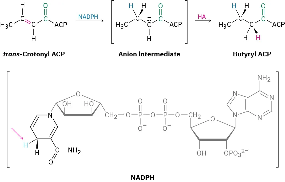 A reaction shows trans-crotonyl A C P reacting with N A D P H to form anion intermediate, which reacts with H A to form butyryl A C P.