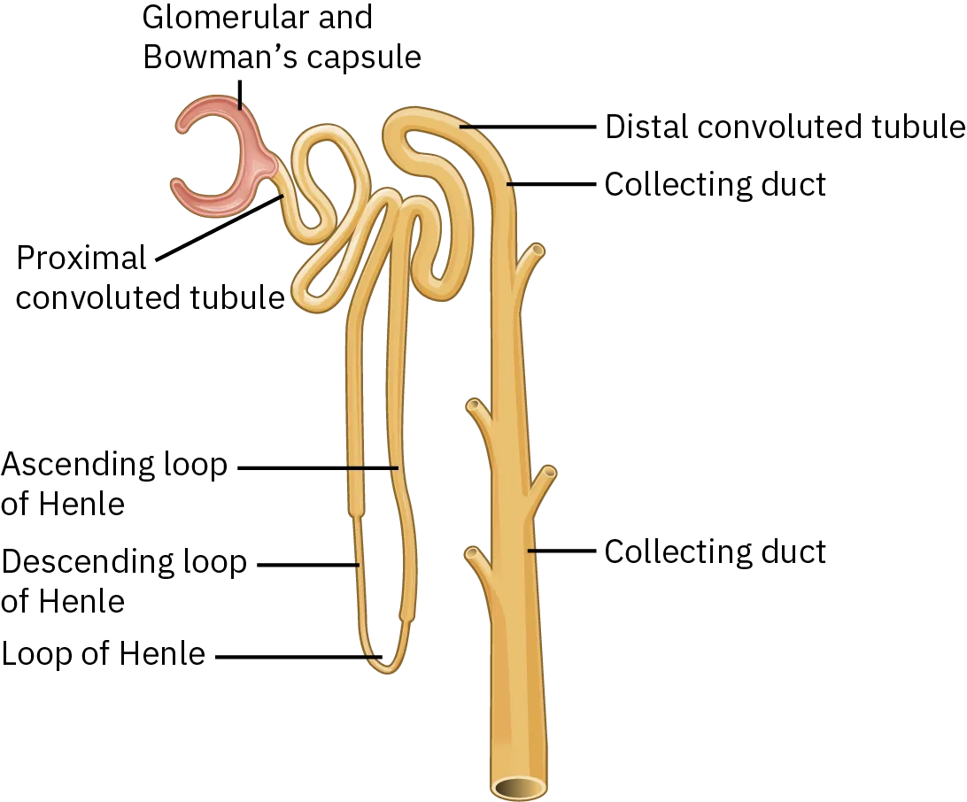 A diagram of the nephron shows that it is a narrow, tubular structure. It begins with the glomerular and bowman's capsule, shaped like a backward C. This connects to the proximal convoluted tubule, which consists of a few small folds of the tubular structure. Next is the loop of Henley, a long, narrow loop. The descending loop of Henley goes down from the proximal convoluted tubule, while the ascending loop of Henley goes back up. Next, a few more small folds of the tubular structure make up the distal convoluted tubule, which connects to the collecting duct, a long, straight narrow tubule.