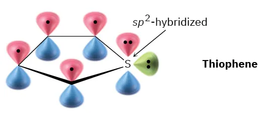 The orbital representation of thiophene shows a sulfur atom with three lobes. Two of the lobes each carry a lone pair. The sulfur is s p 2 hybridized.