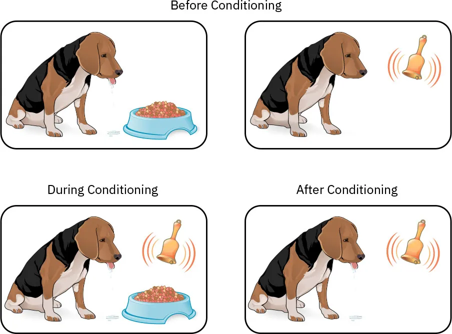 Before Conditioning illustration of dog salivating looking at food; not salivating at bell ringing. During Conditioning illustration dog salivating at food while bell ringing. After Conditioning illustration shows dog salivating at ringing.