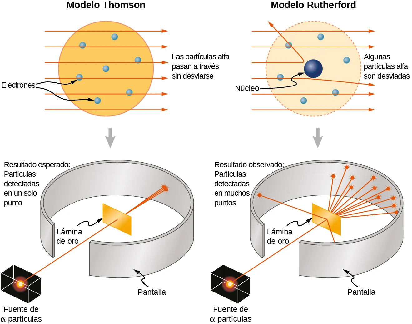 Ilustraciones de los modelos del átomo de Thomson y Rutherford y los experimentos asociados. El modelo de Thomson tiene electrones, ilustrados como pequeñas bolas sólidas distribuidas en una esfera grande y uniforme. Las partículas alfa pasan sin desviarse. Varias trayectorias de partículas alfa, que inciden desde la izquierda y viajan horizontalmente hacia la derecha, se muestran como líneas rectas y paralelas que atraviesan el átomo sin cambios. El experimento consiste en una fuente colimada de partículas alfa. El haz de partículas pasa a través de un hueco en una pantalla que rodea un objetivo de lámina de oro. El haz pasa a través del objetivo, se extendiende un poco, pero golpea la pantalla en un pequeño punto en el lado más lejano de la pantalla. El resultado esperado es la detección de partículas en un solo punto. El modelo de Rutherford tiene electrones, ilustrados como pequeñas bolas sólidas distribuidas por todo el átomo, pero el núcleo es una pequeña esfera en el centro. Varias trayectorias de partículas alfa, que inciden desde la izquierda y viajan horizontalmente hacia la derecha, se muestran como líneas rectas y paralelas al entrar en el átomo. Algunas pasan sin cambios, una se dobla ligeramente de su dirección original y otra se dobla en un ángulo mayor de 90 grados. El experimento consiste en una fuente colimada de partículas alfa. El haz de partículas pasa a través de un hueco en una pantalla que rodea un objetivo de lámina de oro. El haz atraviesa el objetivo, la mayor parte pasa, pero se propaga significativamente y golpea la pantalla en el lado lejano en una región extendida; algunas de las partículas golpean la pantalla en el mismo lado de la lámina como la fuente. El resultado esperado es la detección de partículas en muchos puntos.