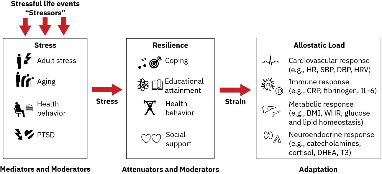 Chart titled Stressful life evets “Stressors” with arrows down to Mediators and Moderators (include Stress: Adults stress, Agins, Health behavior, PTSD), with arrow connecting labeled Stress, to Attenuators and Moderators (include Resilience: Coping, Educational attainments, Health behavior, Social Support), with arrow connecting labeled Strain, to Adaptation (includes Allostatic Load: Cardiovascular response (e.g.: HR, SBP, DBP, HRV), Immune response (e.g.: CRP, fibrinogen, IL-6), Metabolic response (e.g.: BMI, WHR, glucose and lipid homeostasis), Neuroendocrine response (e.g.: catecholamines, cortisol, DHEA, T3).