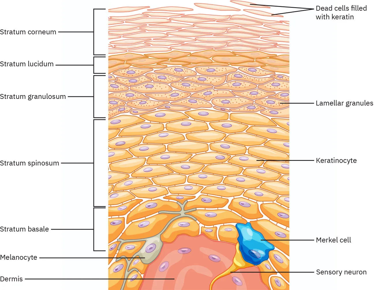 Diagram of epidermis with labels showing stratum corneum, stratum lucidum, stratum granulosum, stratum spinosum, stratum basale, melanocyte, dermis, dead cells filled with keratin, lamellar, granules, keratinocyte, Merkel cell, and sensory neuron