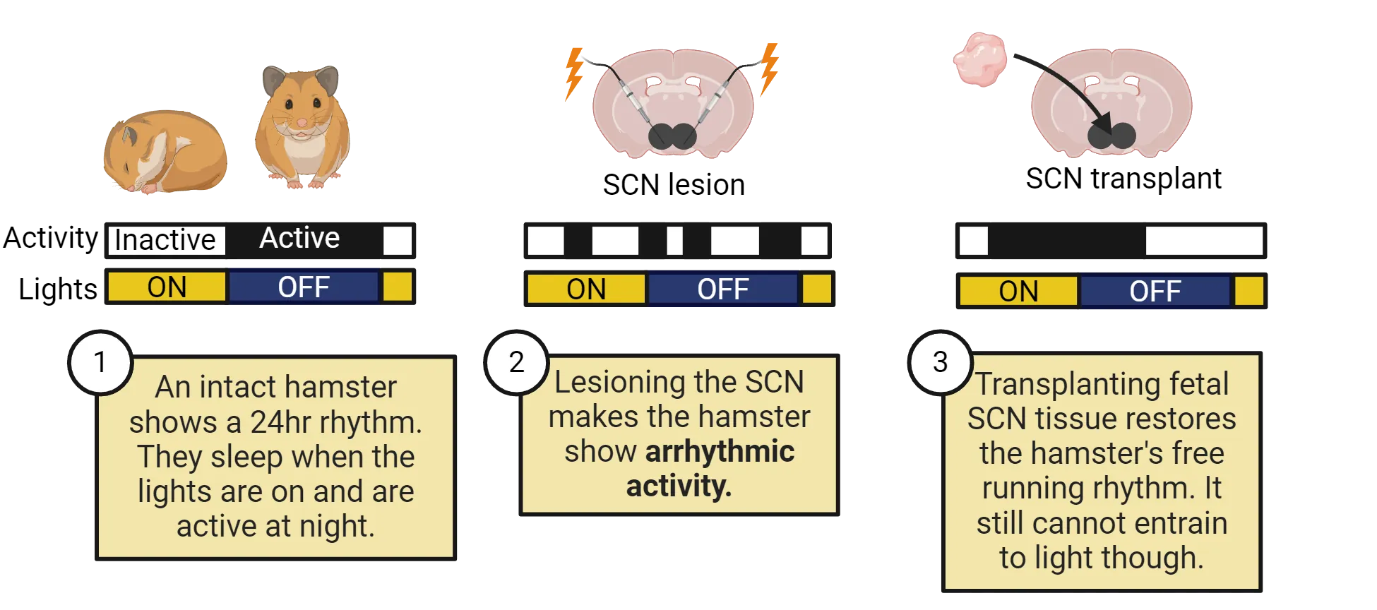 Diagrams of SCN lesion and transplant experiments with black activity bars used to represent the activity rhythms in difference conditions. 1) An intact hamster shows a 24hr rhythm. They sleep when the lights are on and are active at night. 2) Lesioning the SCN makes the hamster show arrhythmic activity. 3) Transplanting fetal SCN tissue restores the hamster's free running rhythm. It still cannot entrain to light though.