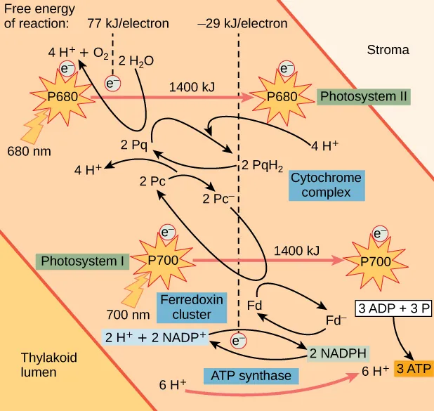 A diagram shows the light reactions of photosynthesis. The diagram is broken up into three sections of different colors of pink. The bottom section takes up the lower half of the bottom left quadrant and is labeled Thylakoid lumen. The top section takes up the upper half of the top right quadrant and is labeled stroma. The center section is the largest. For photosystem 2 the top of the diagram says Free energy of reaction 77 kilojoules per electron at 680 nanometers P 6 8 0. Four H plus added to O 2 from 2 H 2 O  1400 kilojoules to P 680. In the cytochrome complex 4 H plus are exchanging between 2 P c and 2 P q is exchanging between 2 P q H q. In Photosystem 700 nanometers 1 P 700 1400 kilojoules to P 700. The ferredoxin cluster shows 2 H plus plus 2 N A D P positive exchanging to 2 N A D P H. ATP synthase between 6 H plus and 6 H plus. 3 A D P plus 3 P arrow to 3 A T P.