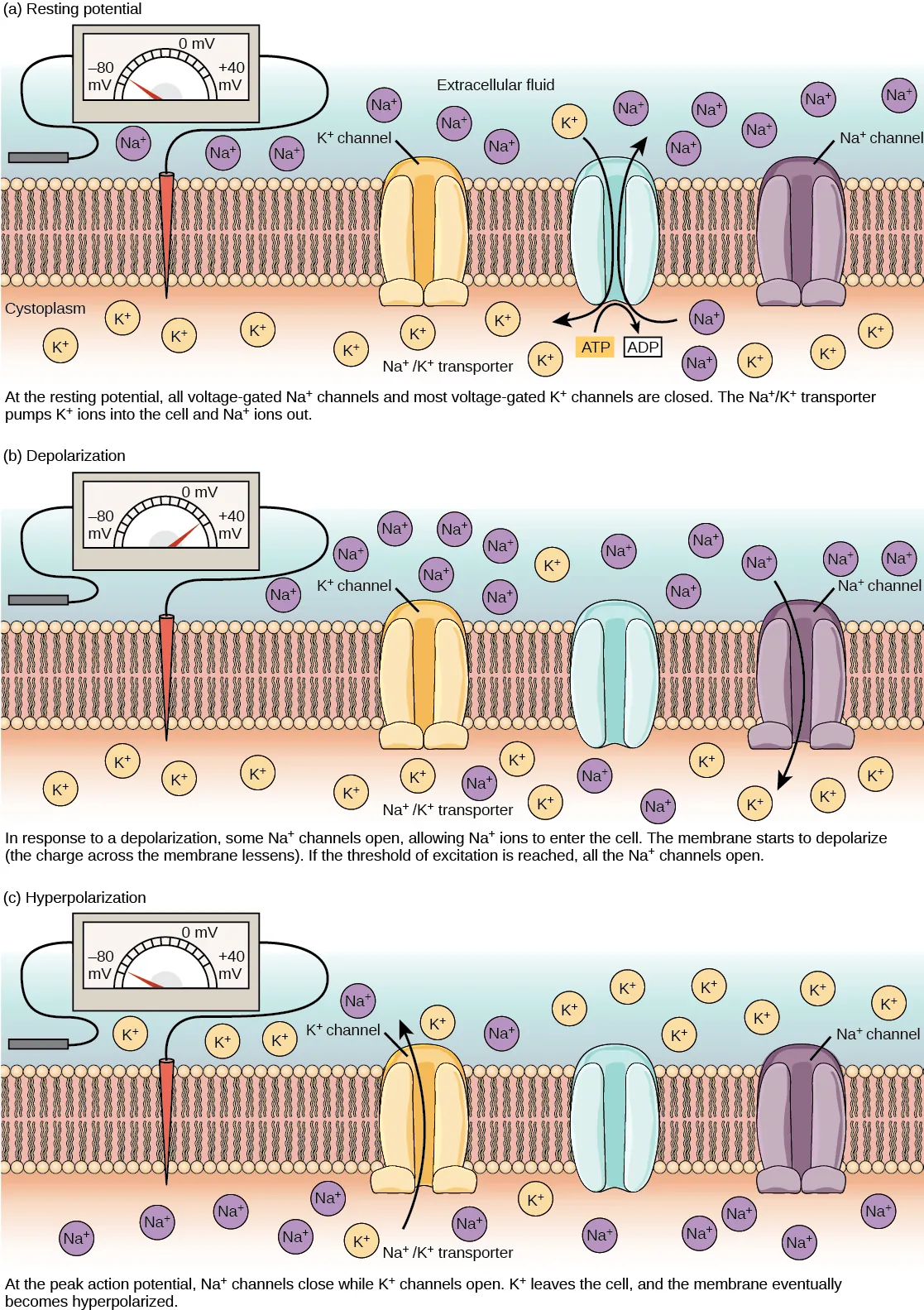 The (a) resting membrane potential of minus seventy volts is maintained by a sodium/potassium transporter that transports sodium ions out of the cell and potassium ions in. Voltage gated sodium and potassium channels are closed. In response to a nerve impulse, some sodium channels open, allowing sodium ions to enter the cell. The membrane starts to (b) depolarize; in other words, the charge across the membrane lessens. If the membrane potential increases to the threshold of excitation, all the sodium channels open. At the peak action potential, potassium channels open and potassium ions leave the cell. The membrane eventually becomes (c) hyperpolarized.
