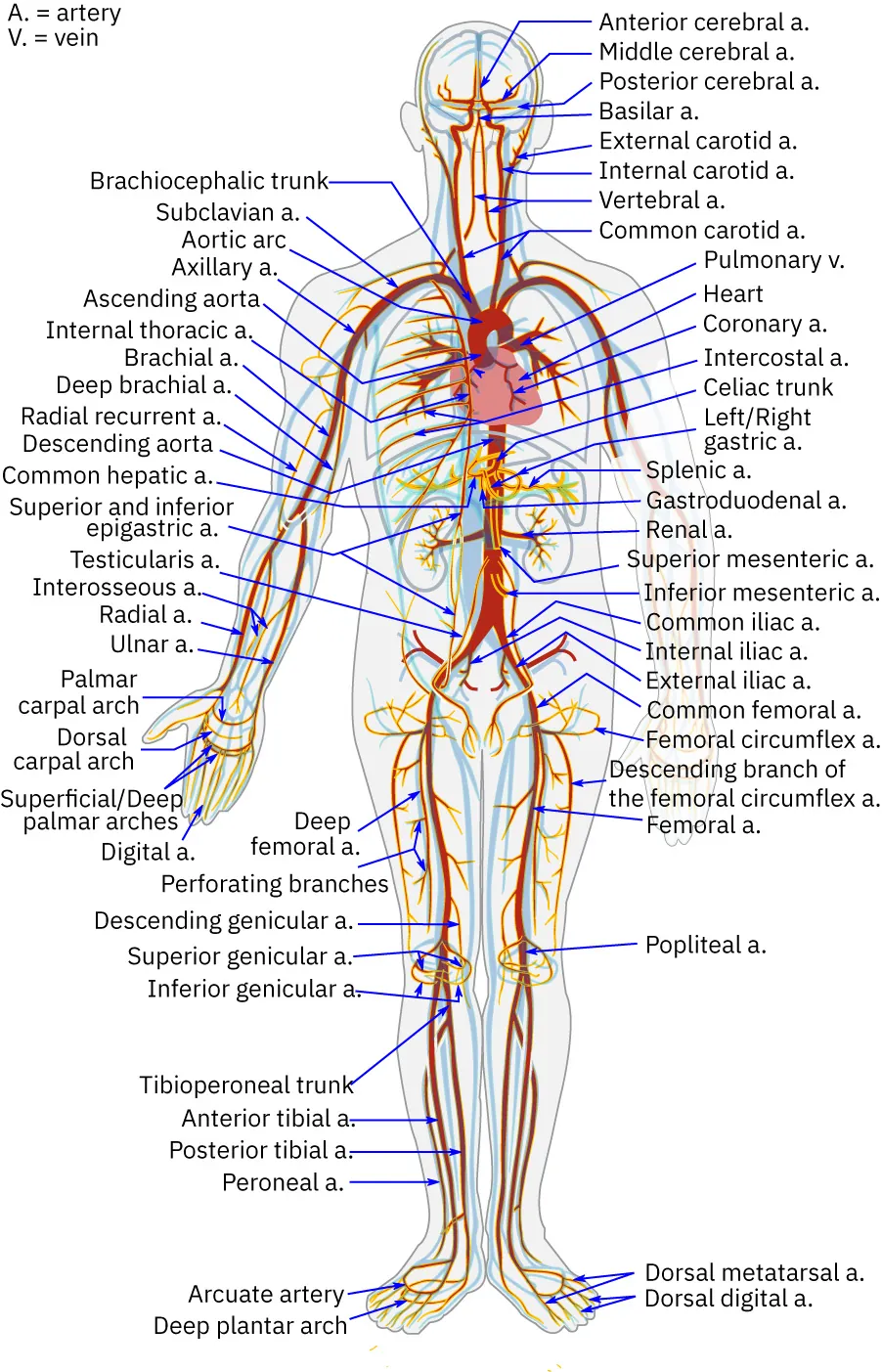 An image of a silhouetted human figure showing all the arteries in the human body.