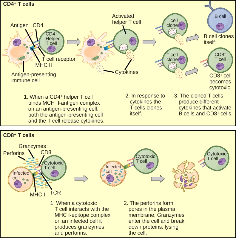 Illustration shows activation of a CD4-plus helper T cell. An antigen-presenting cell digests a pathogen. Epitopes from this pathogen are presented in conjunction with MHC II molecules on the cell surface. A T cell receptor and a CD8 receptor, both on the surface of the T cell, bind the MHC II-epitope complex. As a result, the helper T cell becomes activated and both the helper T cell and antigen-presenting cell release cytokines. The cytokines induce the helper T cell to clone itself. The cloned helper T cells release different cytokines that activate B cells and CD8+ T cells, turning them into cytotoxic T cells. The cytotoxic T cell binds the MHC I-epitope complex on an infected cell. The cytotoxic T cell then releases perforin molecules, which form a pore in the plasma membrane, and granzymes, which break down proteins, killing the cell.