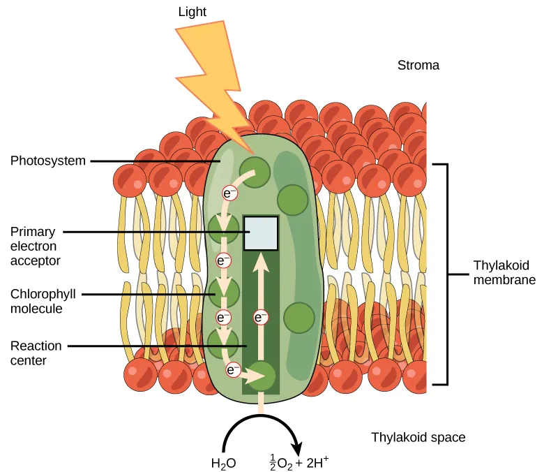This illustration shows photosystem II, which has a light-harvesting complex surrounding the reaction center. Chlorophyll molecules&nbsp;are found in the light-harvesting complex. In the reaction center, an excited electron is passed to the primary electron acceptor. A molecule of water is split, releasing one oxygen, two protons, and an electron. The electron replaces the one donated to the primary electron acceptor.