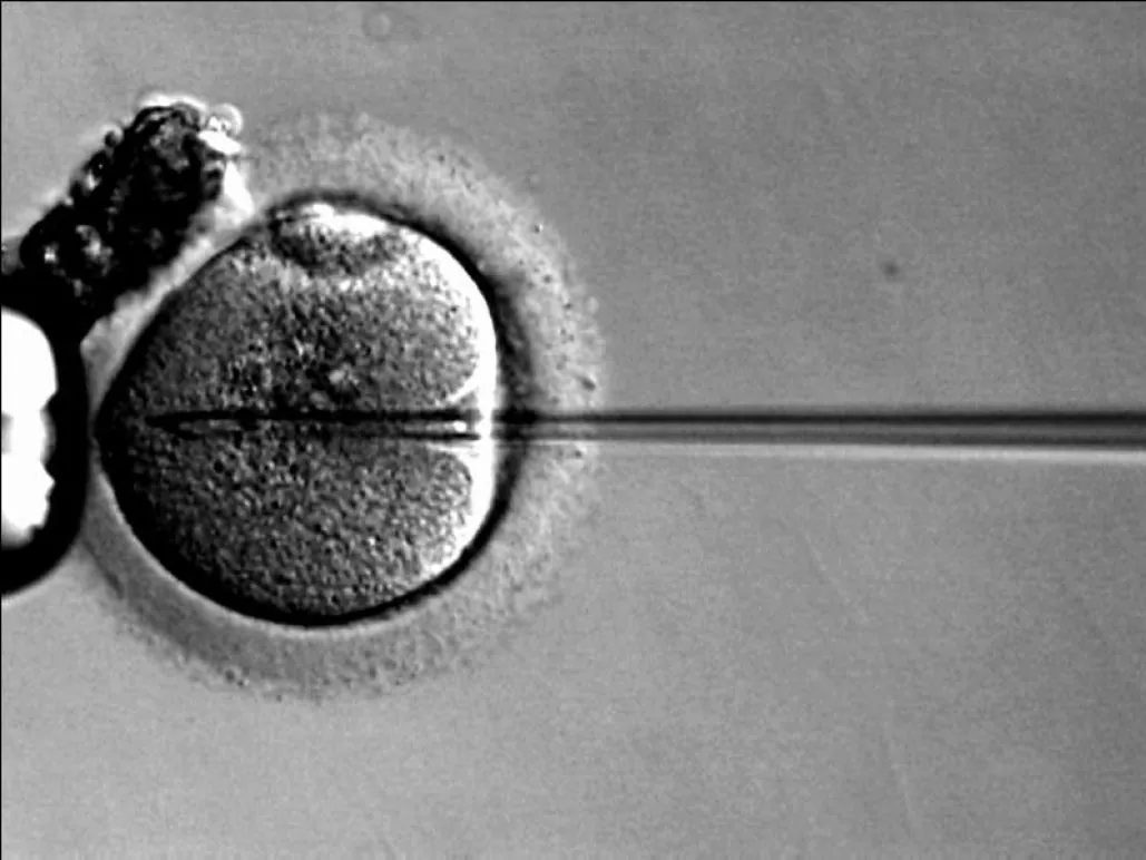 Photo of sperm being injected into mature egg with needle.