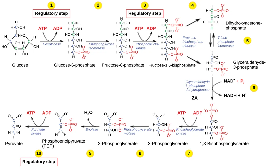This illustration shows that glycolysis is regulated via three key enzymes: hexokinase, phosphofructokinase, and phosphoglycerate kinase. The first two enzymes hydrolyze an ATP and the third one produces ATP.
