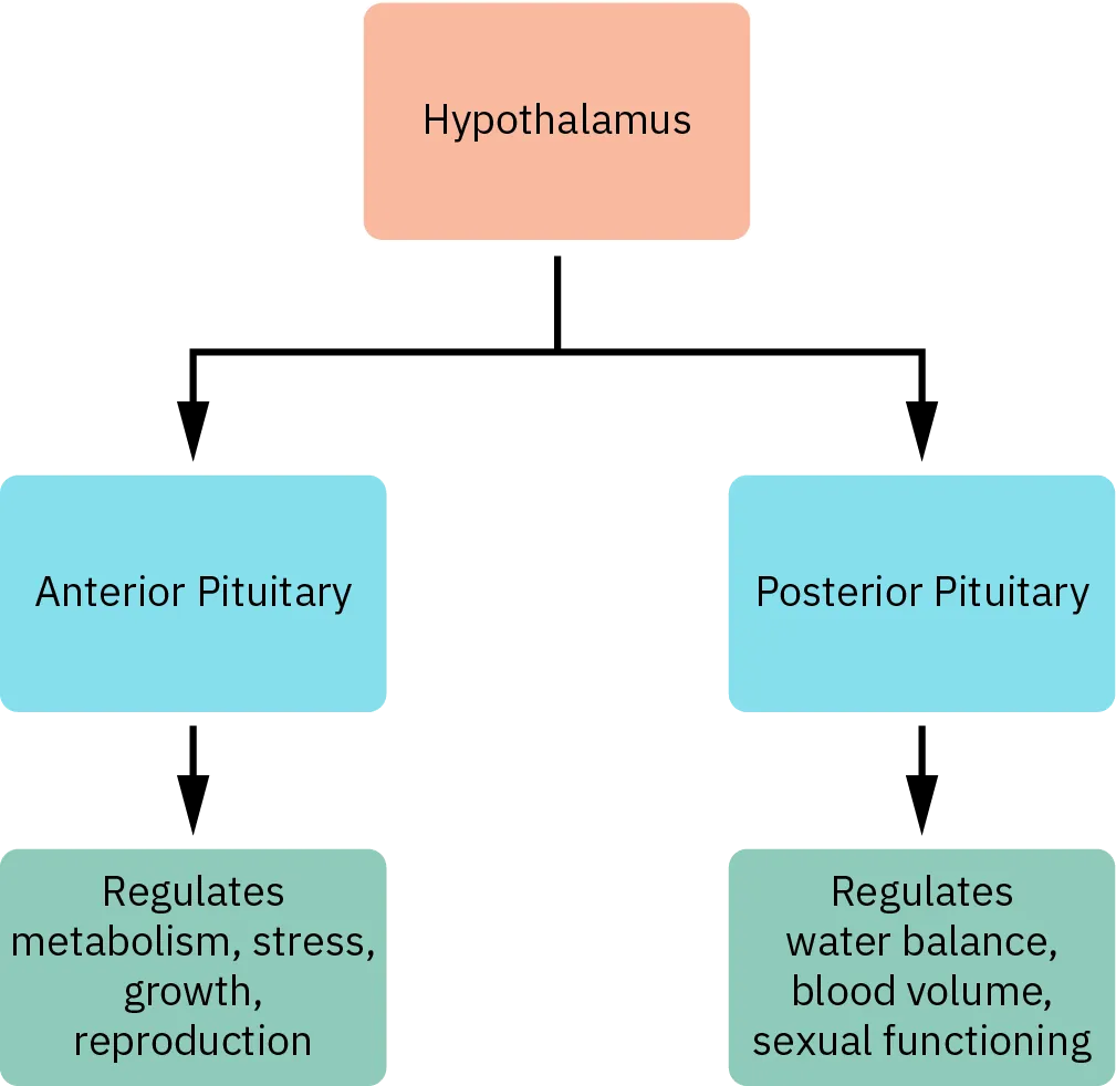 A flow chart shows that the hypothalamus releases hormones that regulate the function of the anterior pituitary, which regulates metabolism, stress, growth, and reproduction. The hypothalamus also releases hormones that regulate the function of the posterior pituitary, which regulates water balance, blood volume, and sexual functioning.